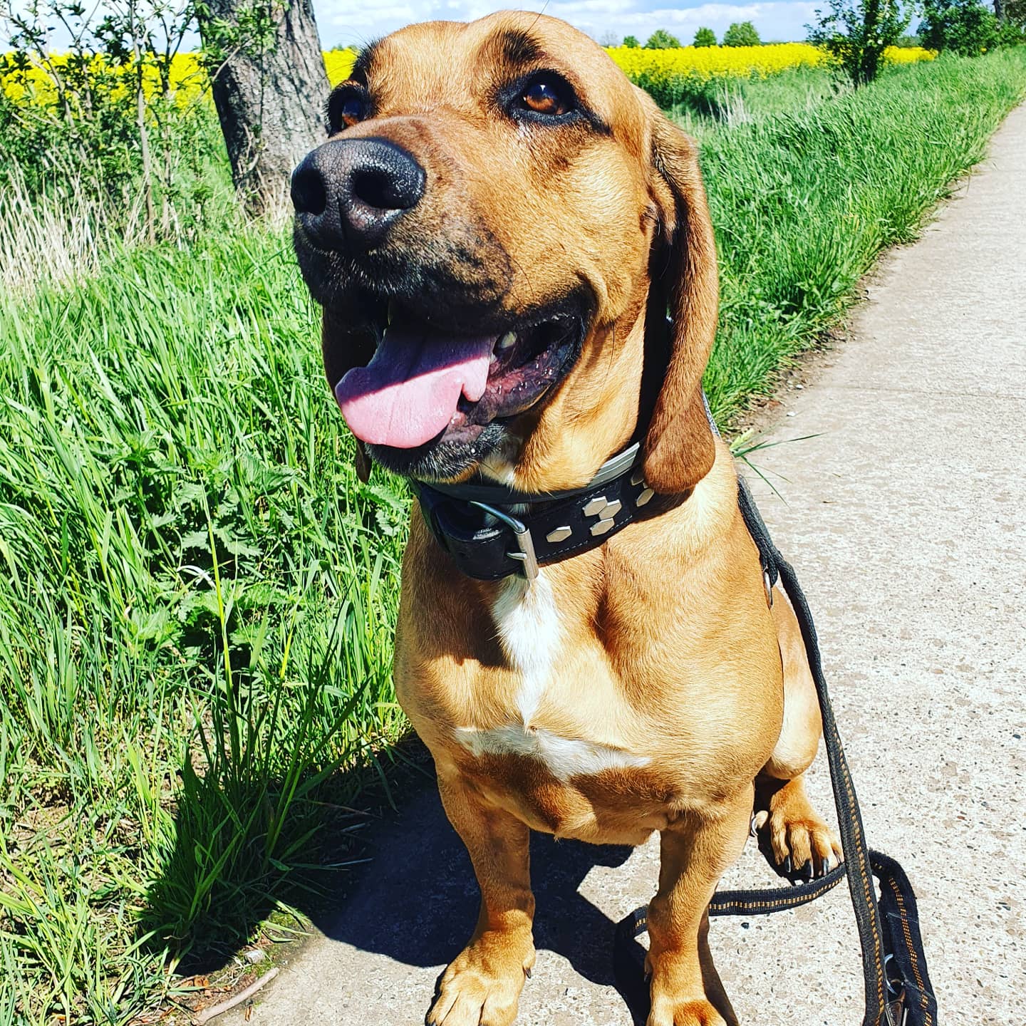 Bruno